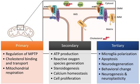 tbrsp|Translocator protein .